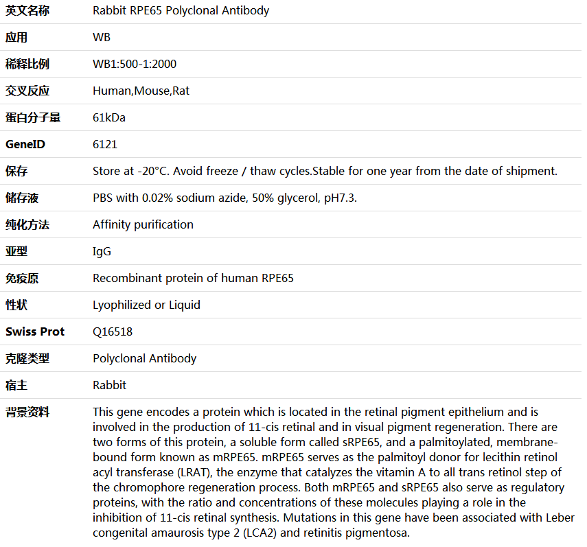 RPE65 Antibody,索莱宝,K006081P-30ul
