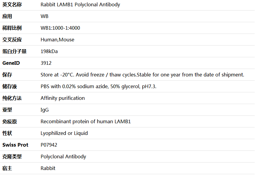 LAMB1 Antibody,索莱宝,K006070P-50ul