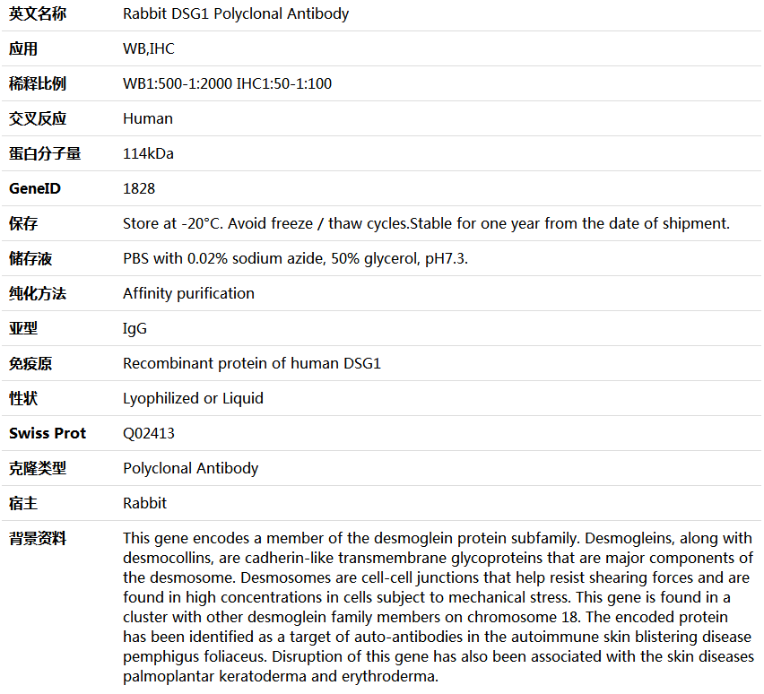 DSG1 Antibody,索莱宝,K006060P-50ul