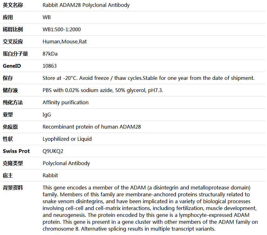 ADAM28 Antibody,索莱宝,K006037P-100ul