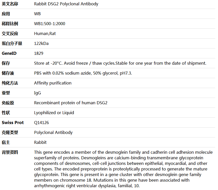 DSG2 Antibody,索莱宝,K006031P-100ul