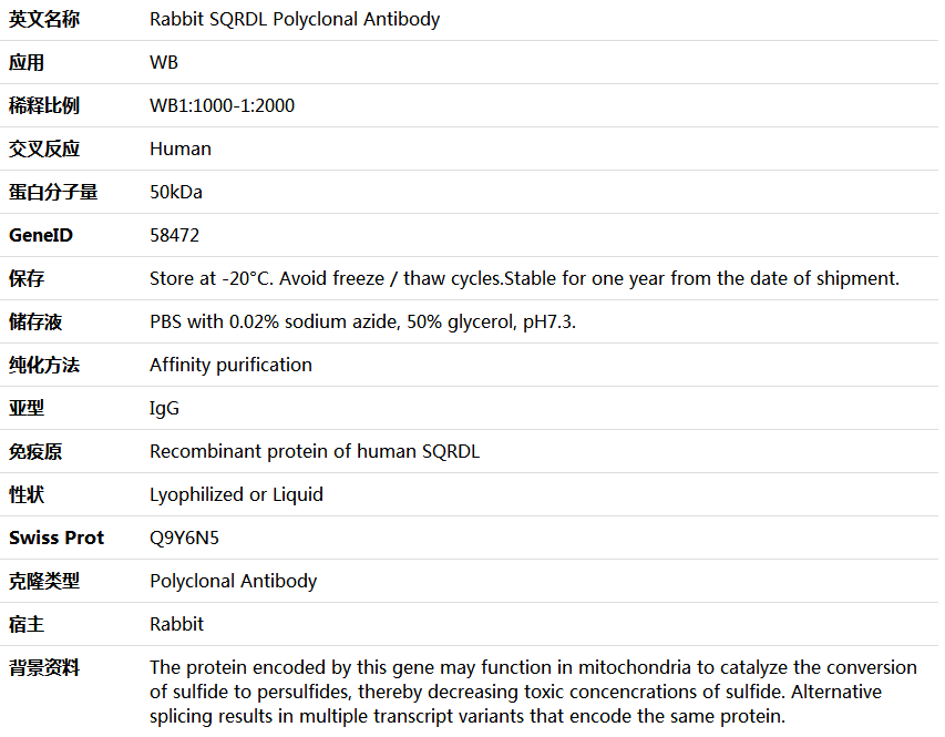 SQRDL Antibody,索莱宝,K006017P-100ul