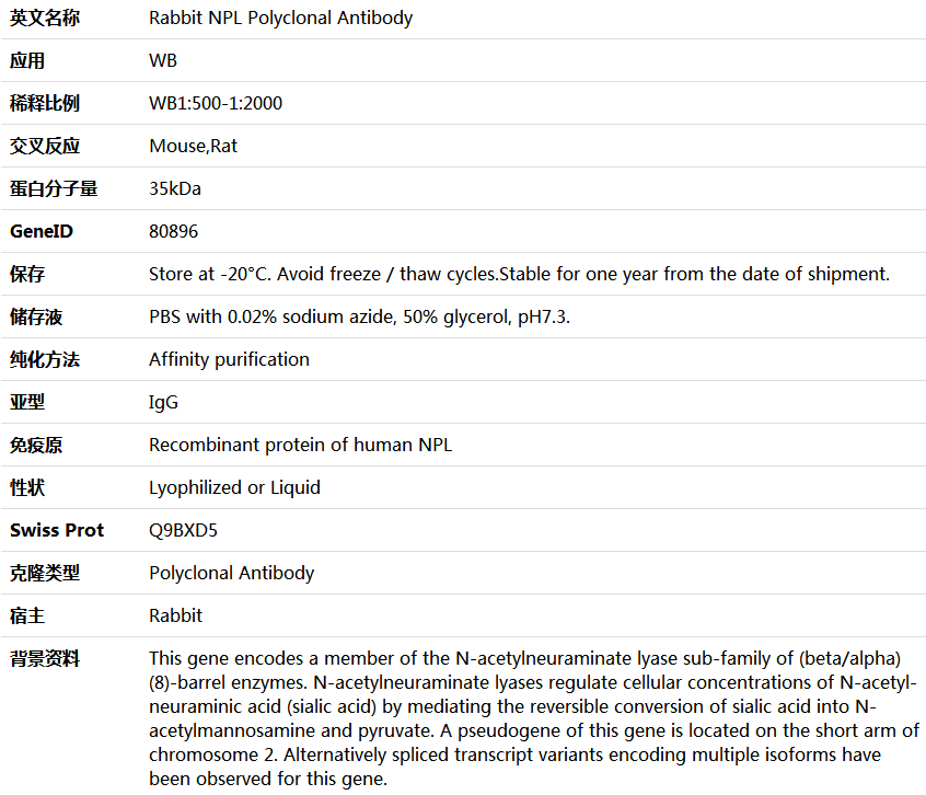 NPL Antibody,索莱宝,K006014P-50ul