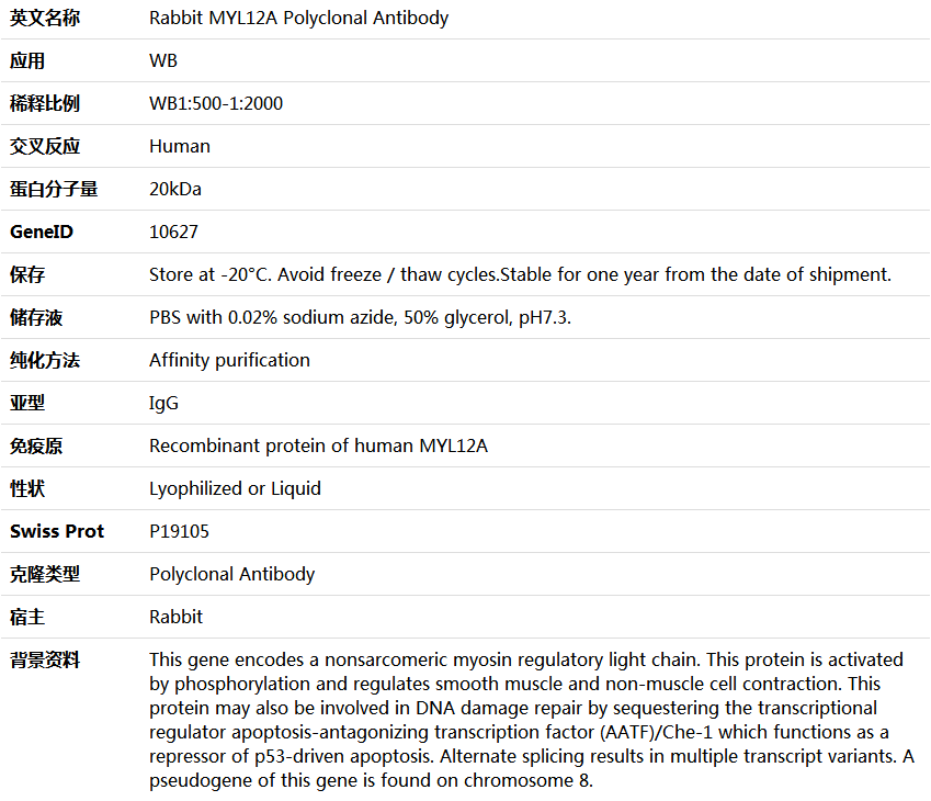 MYL12A Antibody,索莱宝,K006010P-50ul