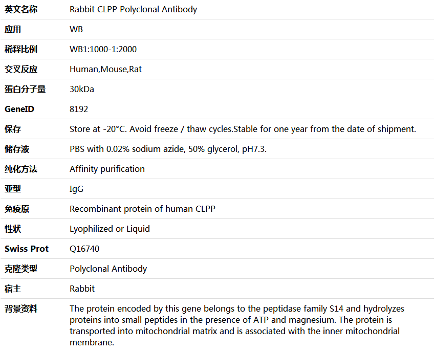 CLPP Antibody,索莱宝,K006003P-50ul