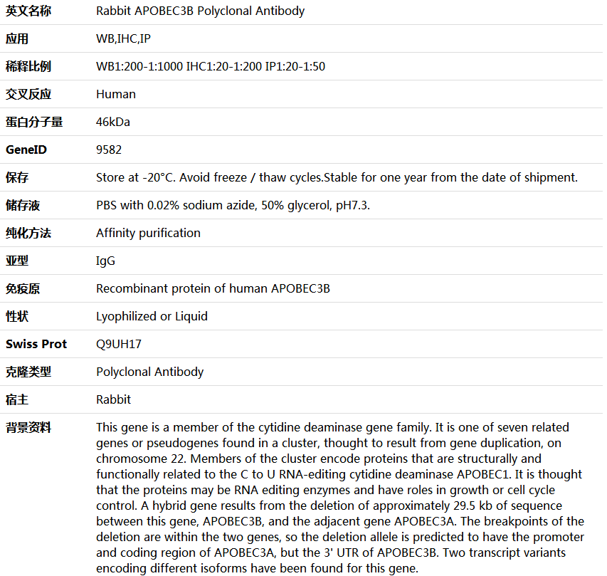 APOBEC3B Antibody,索莱宝,K005987P-100ul