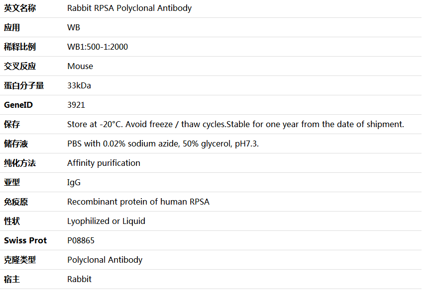 RPSA Antibody,索莱宝,K005986P-50ul