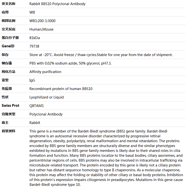 BBS10 Antibody,索莱宝,K005974P-50ul