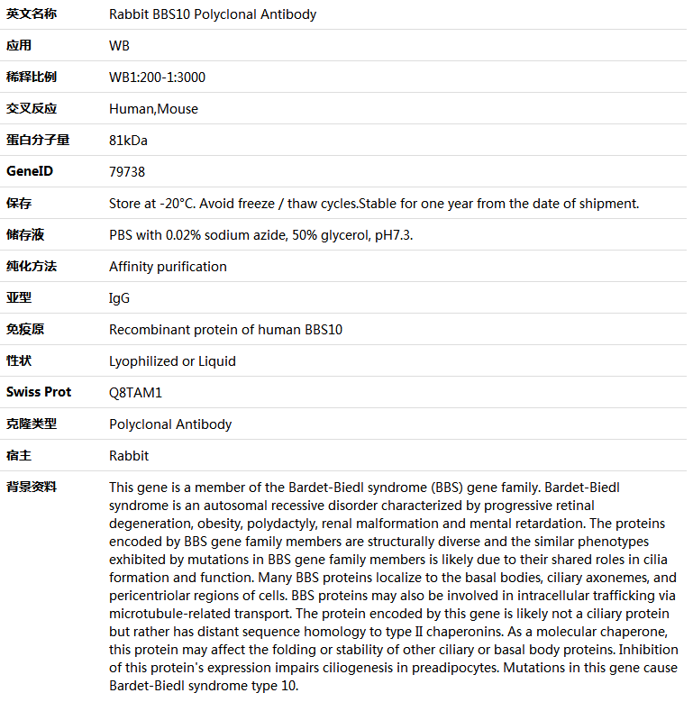 BBS10 Antibody,索莱宝,K005974P-100ul