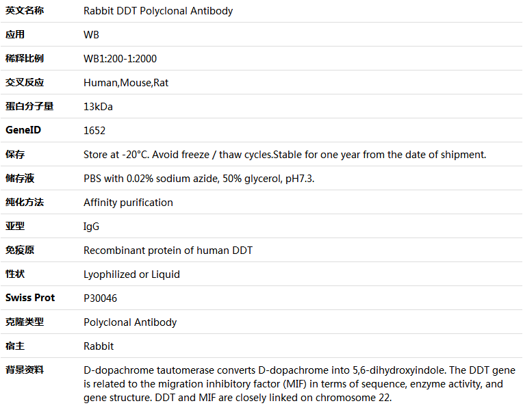 DDT Antibody,索莱宝,K005972P-100ul