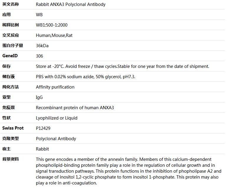 ANXA3 Antibody,索莱宝,K005966P-100ul