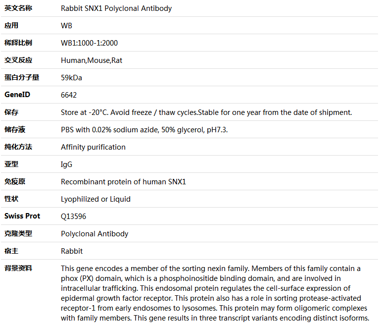 SNX1 Antibody,索莱宝,K005946P-50ul