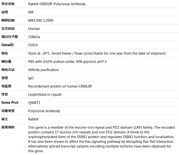 ERBB2IP Antibody,索莱宝,K005928P-50ul