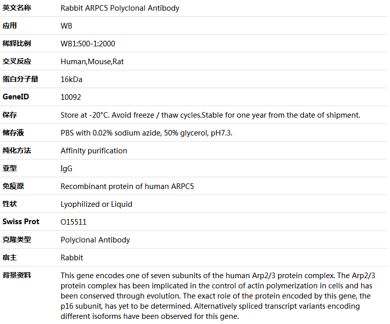 ARPC5 Antibody,索莱宝,K005921P-100ul
