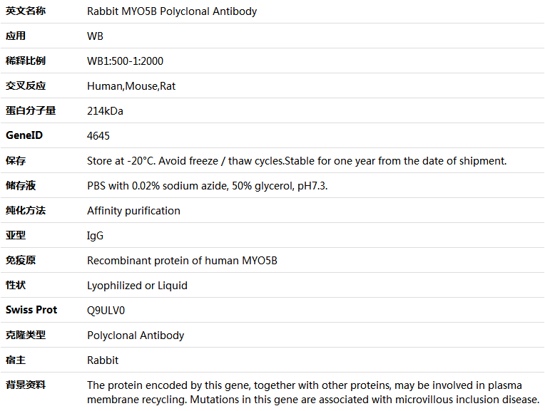 MYO5B Antibody,索莱宝,K005912P-100ul
