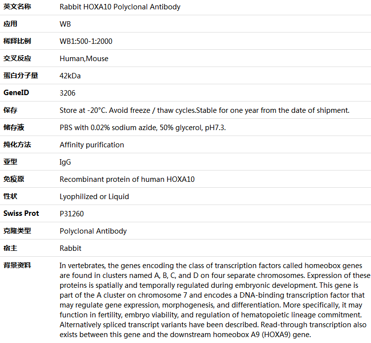 HOXA10 Antibody,索莱宝,K005908P-50ul