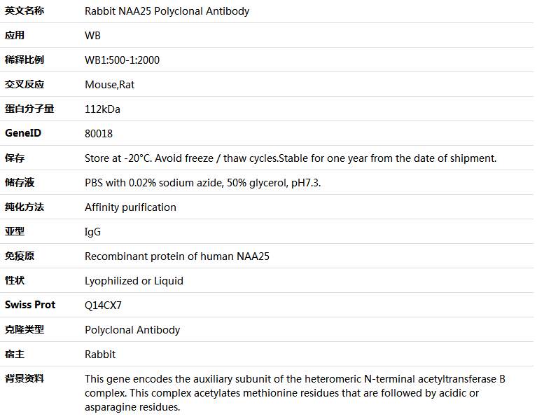 NAA25 Antibody,索莱宝,K005889P-100ul