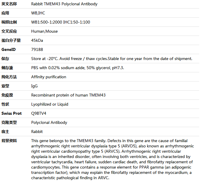 TMEM43 Antibody,索莱宝,K005884P-100ul