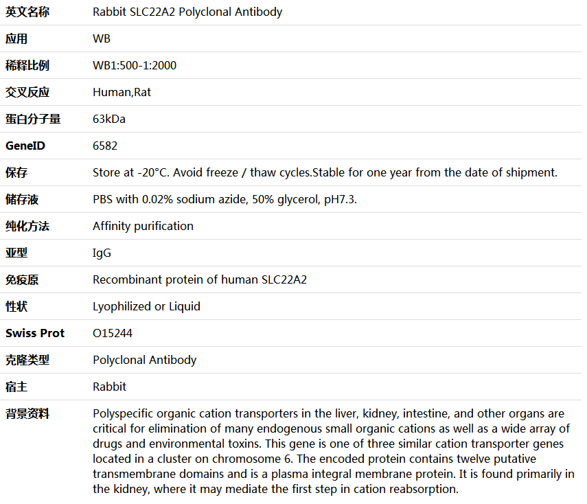 SLC22A2 Antibody,索莱宝,K005850P-100ul
