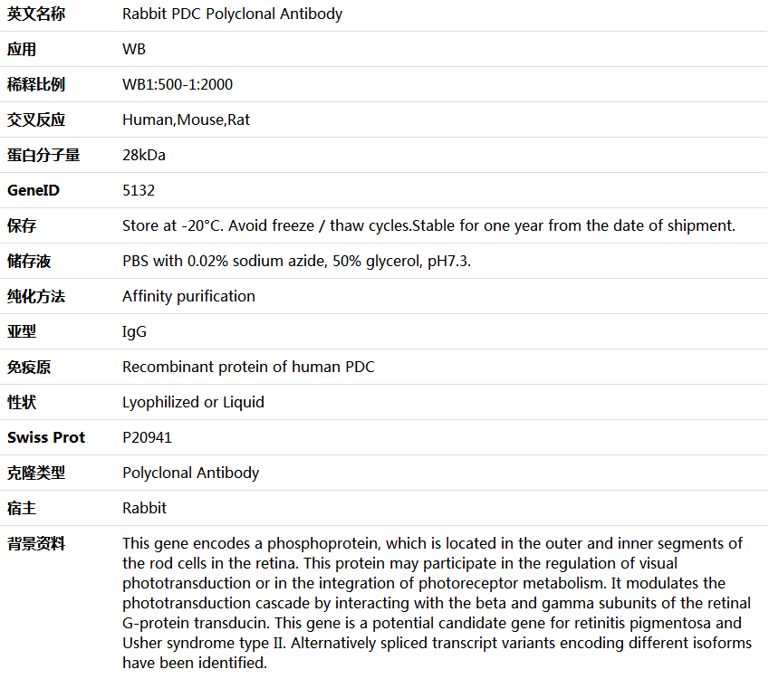 PDC Antibody,索莱宝,K005845P-50ul