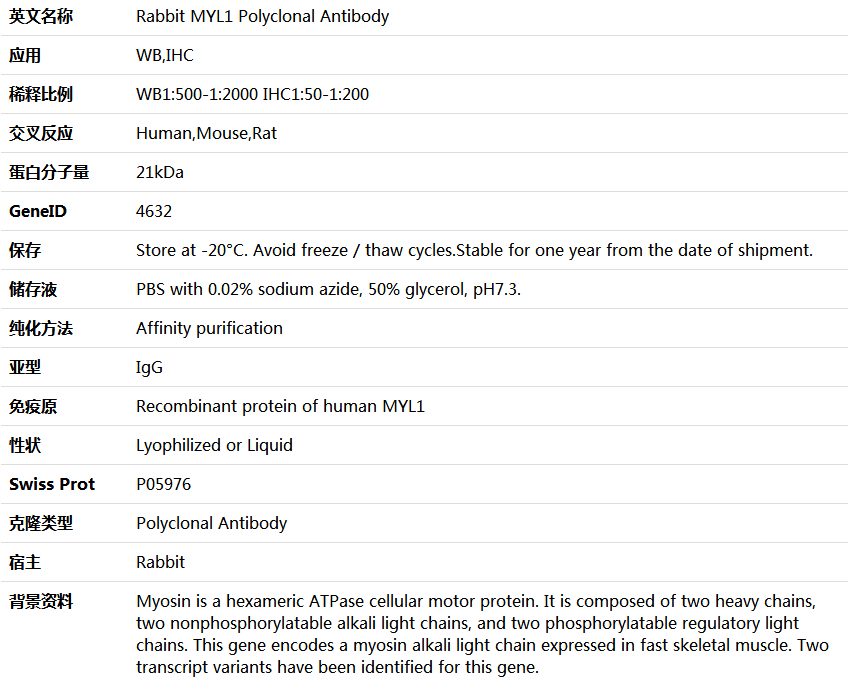 MYL1 Antibody,索莱宝,K005839P-100ul