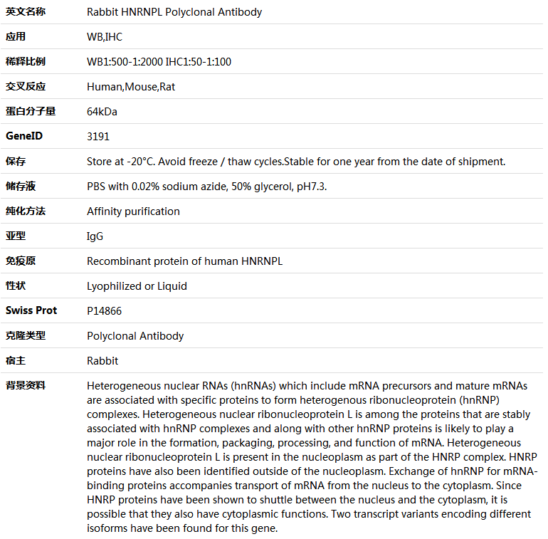 HNRNPL Antibody,索莱宝,K005832P-50ul