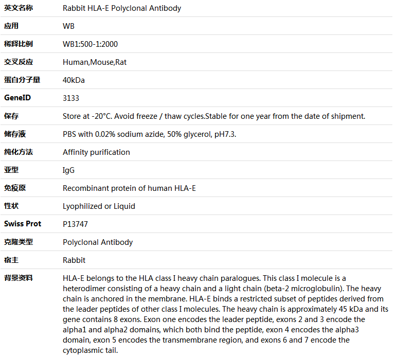 HLA-E Antibody,索莱宝,K005831P-100ul