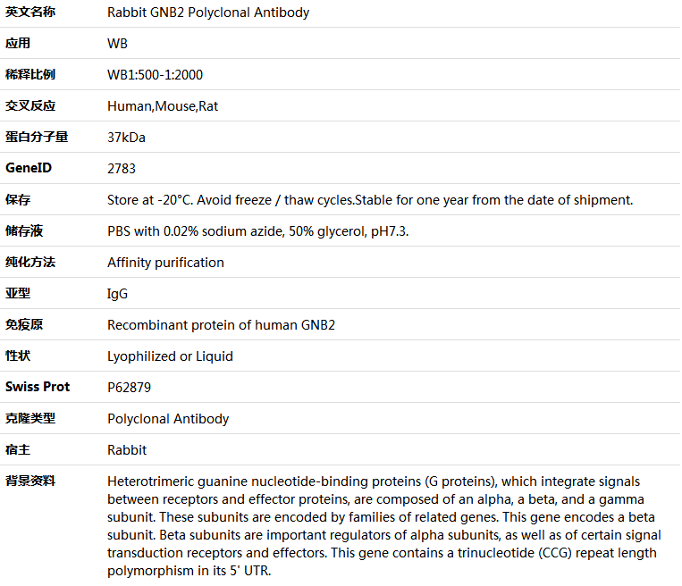 GNB2 Antibody,索莱宝,K005824P-100ul