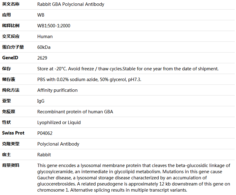 GBA Antibody,索莱宝,K005822P-100ul