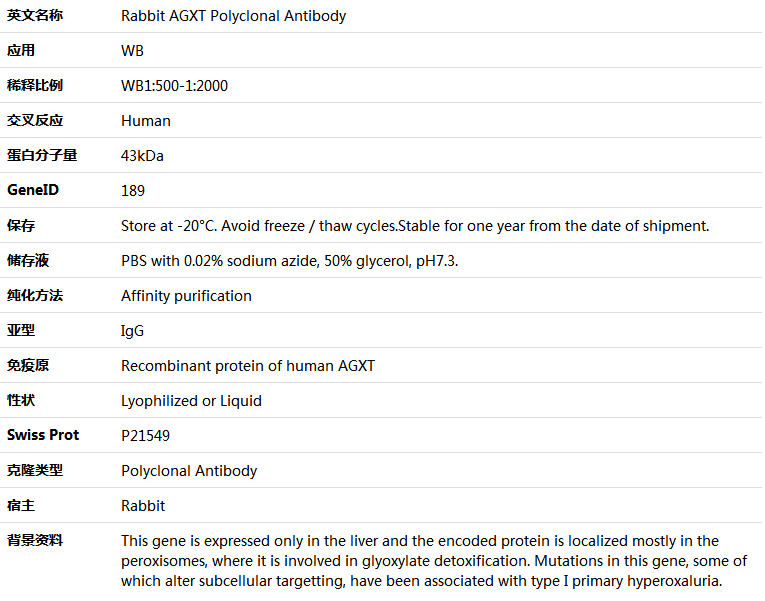 AGXT Antibody,索莱宝,K005807P-50ul