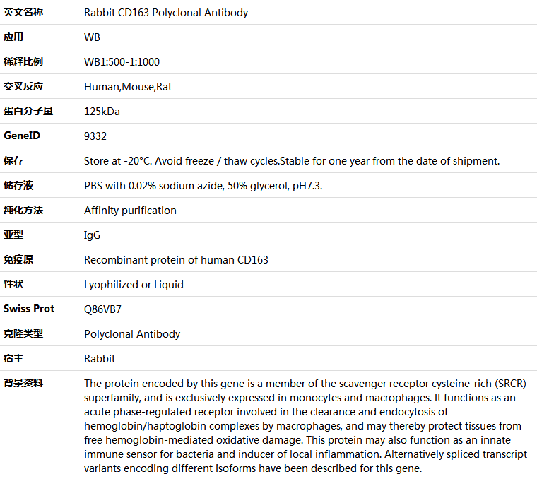 CD163 Antibody,索莱宝,K005801P-50ul