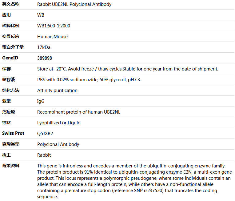 UBE2NL Antibody,索莱宝,K005800P-100ul