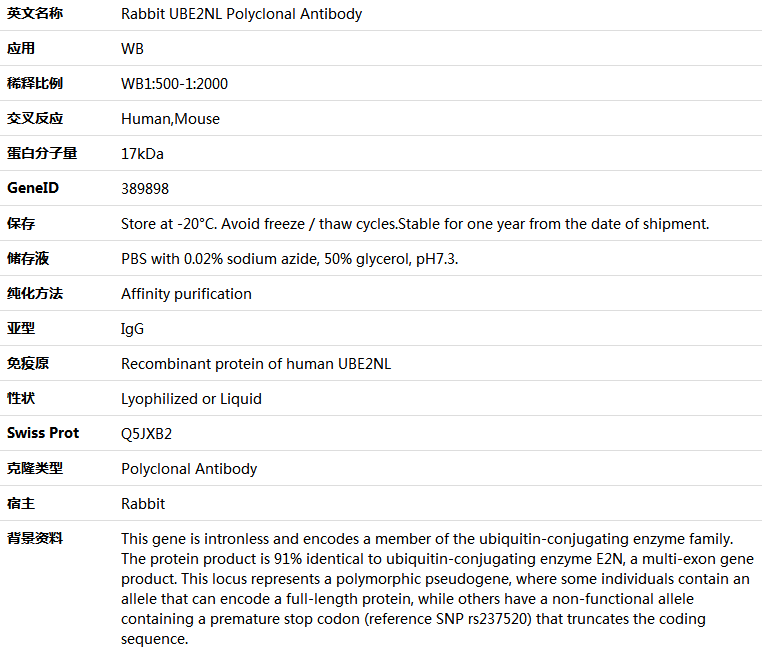 UBE2NL Antibody,索莱宝,K005800P-50ul