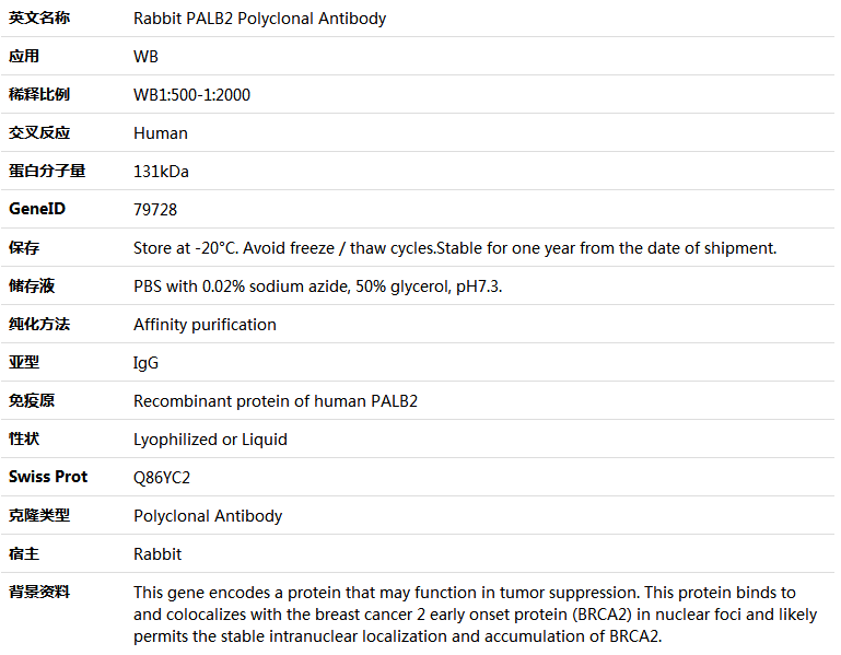 PALB2 Antibody,索莱宝,K005792P-100ul