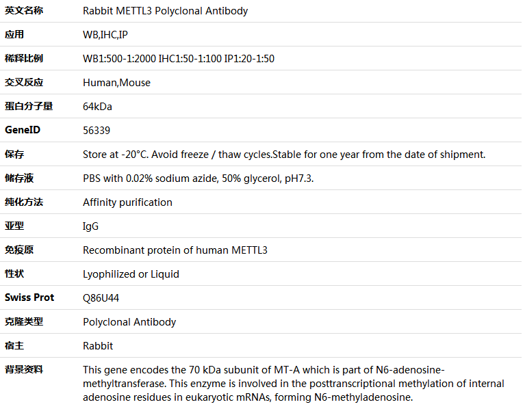 METTL3 Antibody,索莱宝,K005791P-50ul