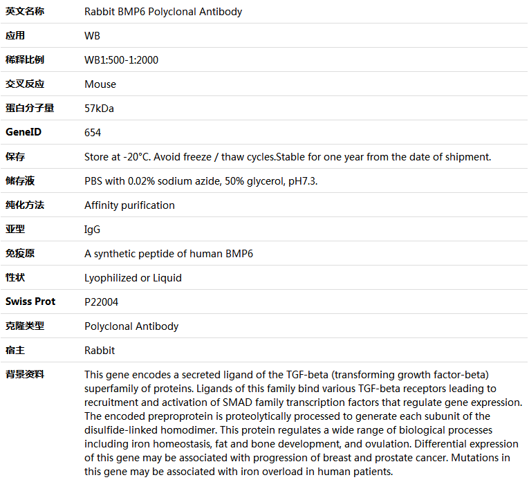 BMP6 Antibody,索莱宝,K005765P-100ul