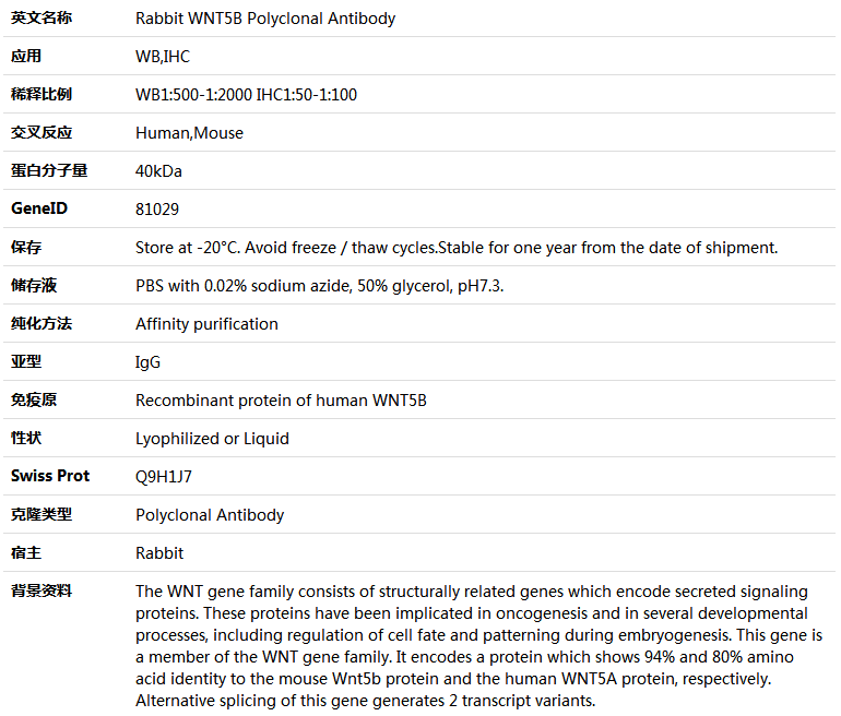 WNT5B Antibody,索莱宝,K005752P-100ul