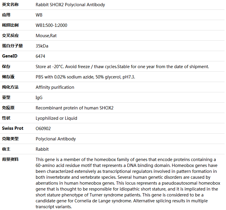 SHOX2 Antibody,索莱宝,K005748P-100ul