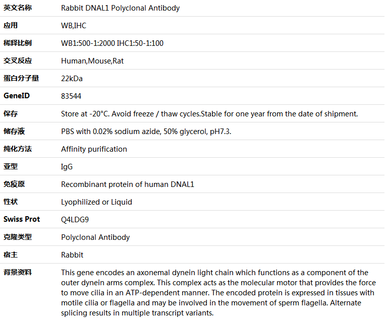 DNAL1 Antibody,索莱宝,K005731P-50ul