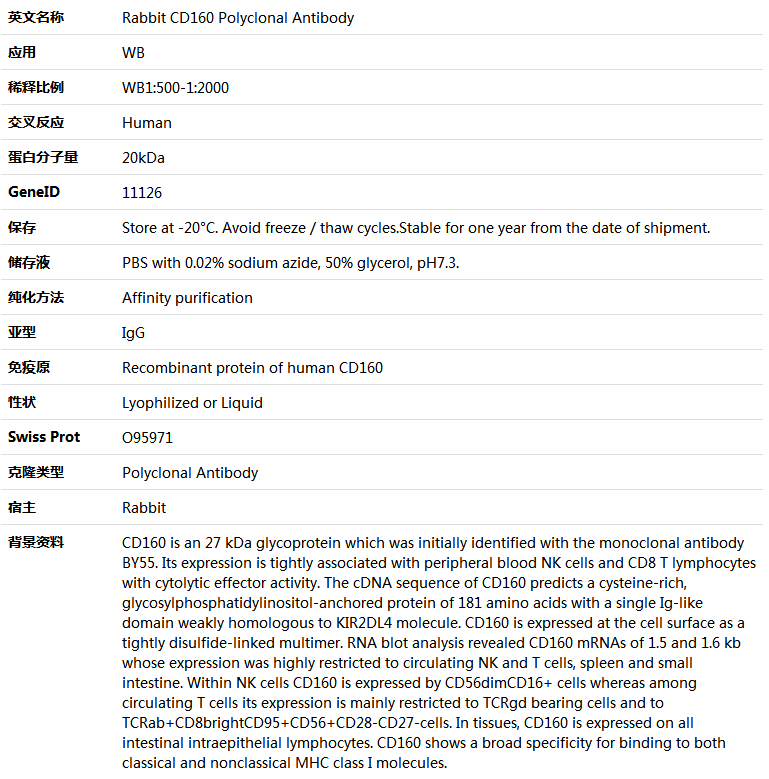 CD160 Antibody,索莱宝,K005700P-50ul