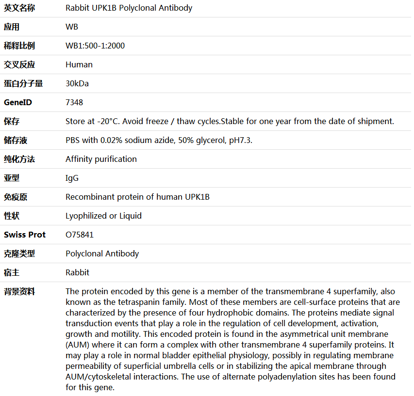 UPK1B Antibody,索莱宝,K005687P-100ul