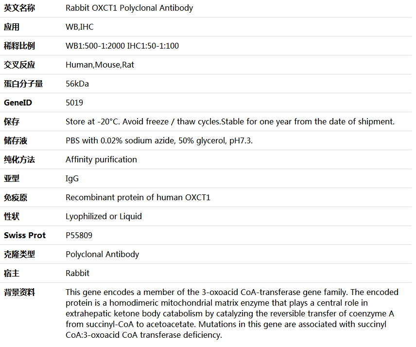 OXCT1 Antibody,索莱宝,K005677P-50ul