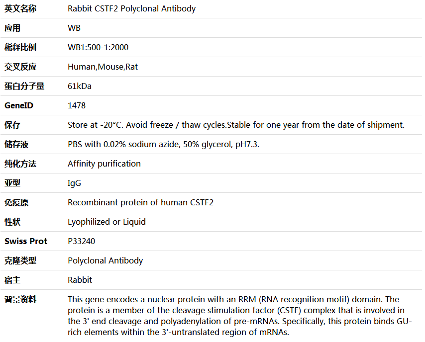 CSTF2 Antibody,索莱宝,K005666P-100ul