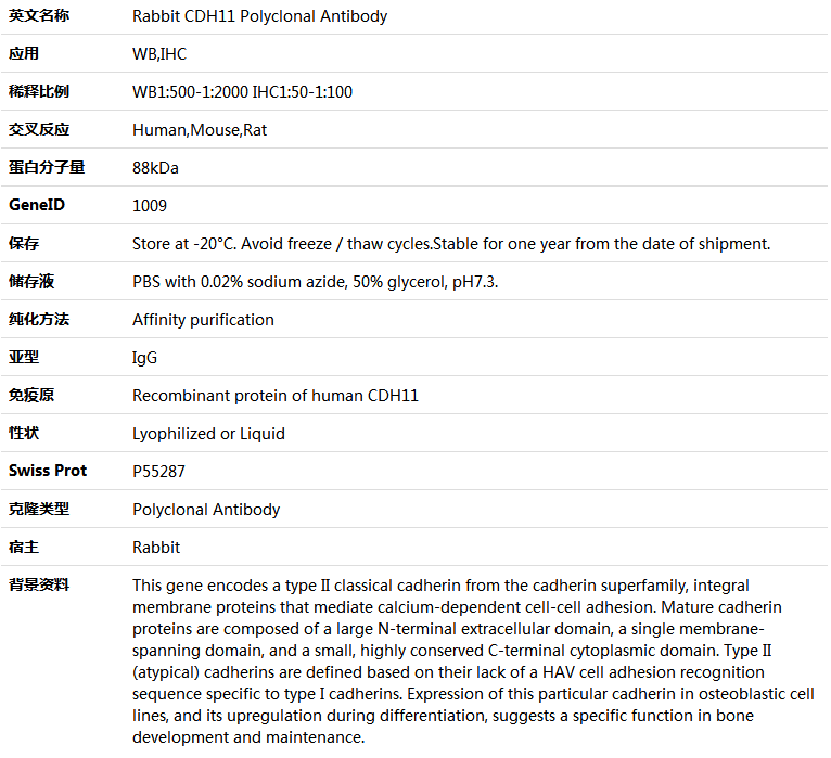 CDH11 Antibody,索莱宝,K005663P-100ul