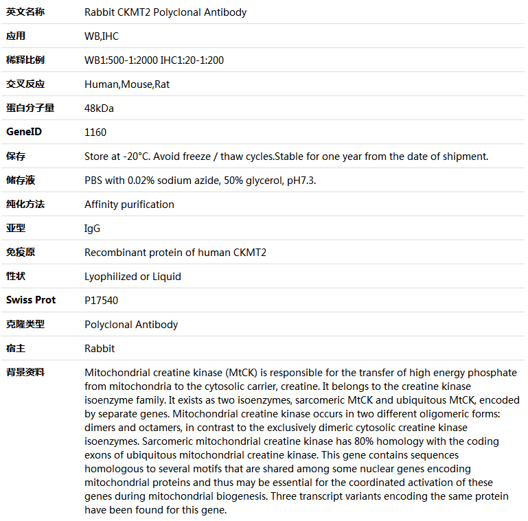 CKMT2 Antibody,索莱宝,K005651P-30ul