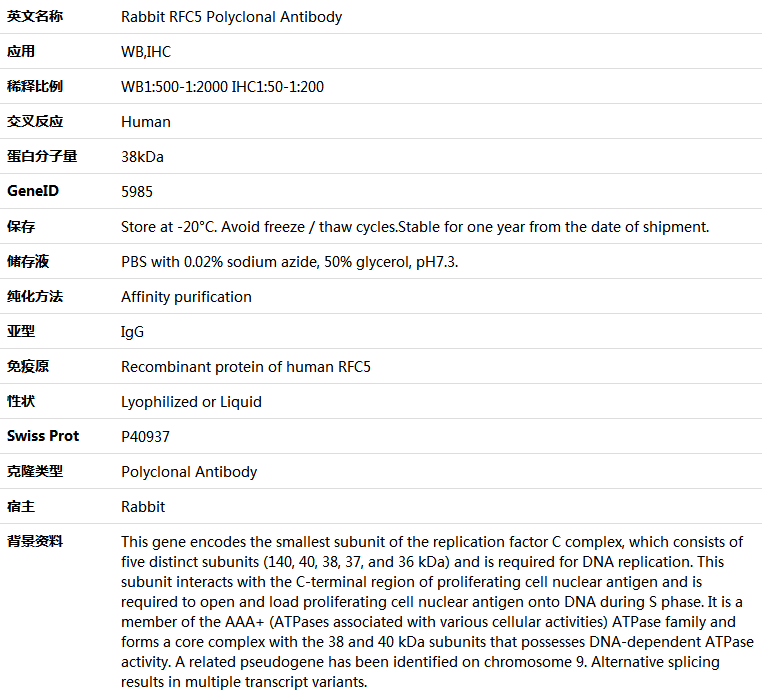 RFC5 Antibody,索莱宝,K005636P-100ul