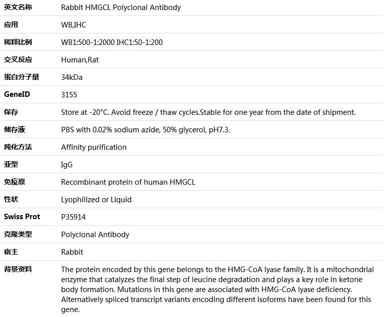 HMGCL Antibody,索莱宝,K005634P-100ul