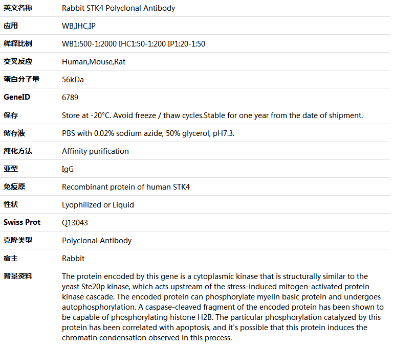 STK4 Antibody,索莱宝,K005631P-30ul