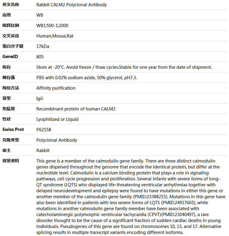 CALM2 Antibody,索莱宝,K005618P-100ul