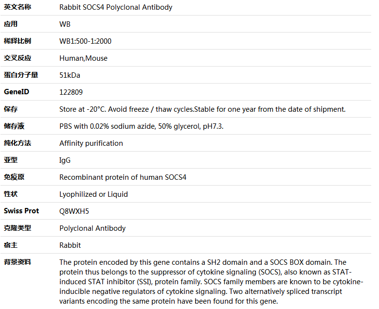 SOCS4 Antibody,索莱宝,K005615P-50ul